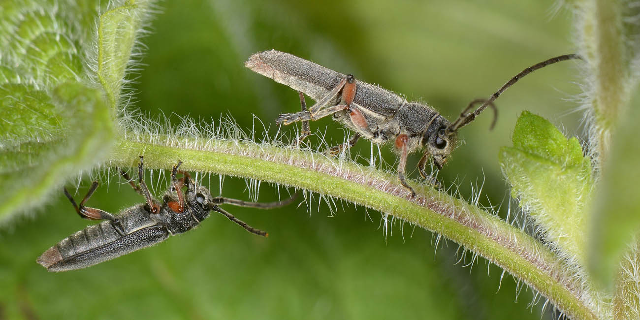 Phytoecia sp? - Phytoecia vulneris